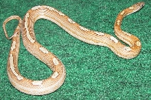 Caramel Stripe Motley