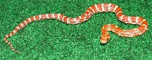 04 Hypo(F)