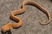 04 Motley Stripe het butter(F)