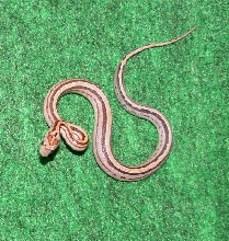 04   Stripe Motley het butter