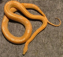 03 StripeMotley het butter(F)