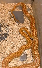 Stripe Motley het butter
