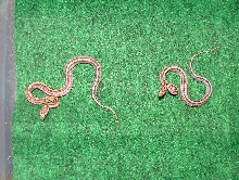 04 Stripe-StripeMotley het butter(F)