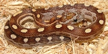 Caramel Motley