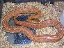 Zipper Motley Het Caramel