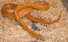 Motley het butter