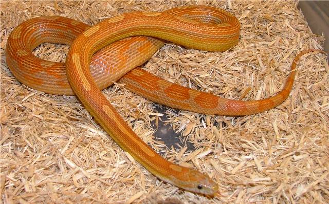 Motley het butter