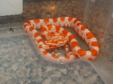 Neonatle corn