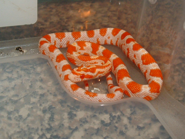 Neonatle corn