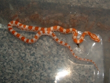 Neonatle corn