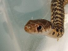 nbm