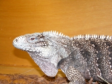 Cuban (?) Rock Iguana
