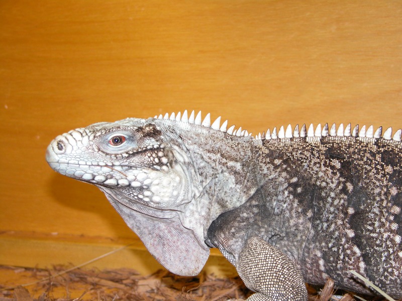 Cuban (?) Rock Iguana