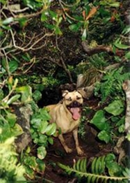Sadie