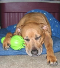 Sybil & toy