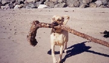 Sadie- about a year old -  @ the beach in Santa Cruz, Ca
