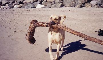 Sadie- about a year old -  @ the beach in Santa Cruz, Ca