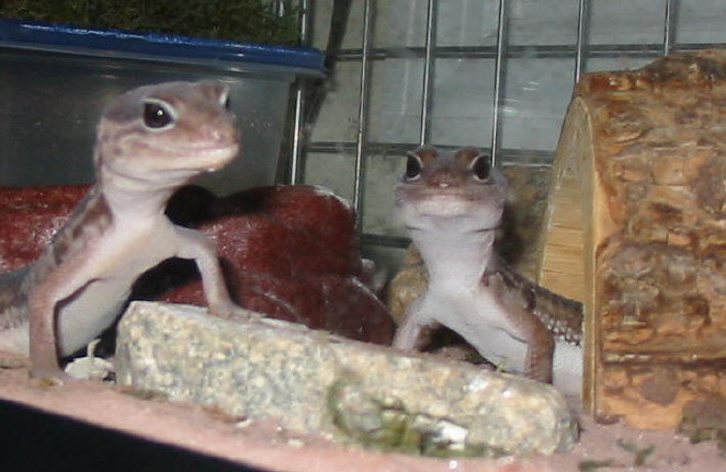 Togo and Tonga
