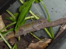 Patricio