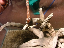 L.m.mexicana nuchial stripe