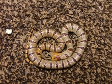 L.m.thayeri 'leonis'