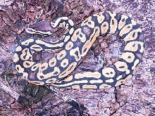 Baby Pastel Female
