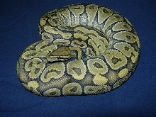 Hypo male