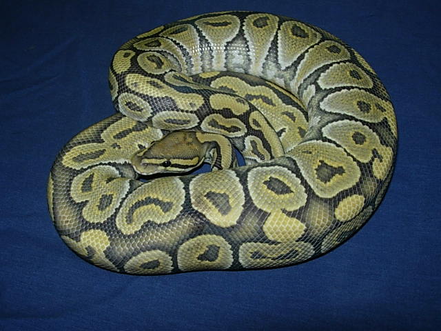 Hypo male