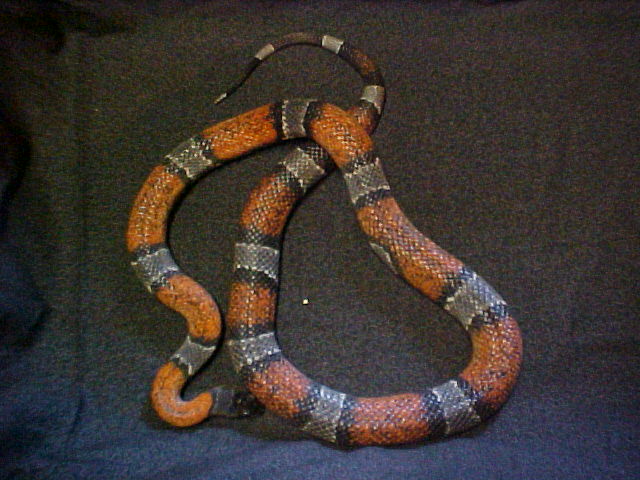Wide Band Grayband male