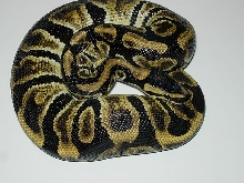 New Ball