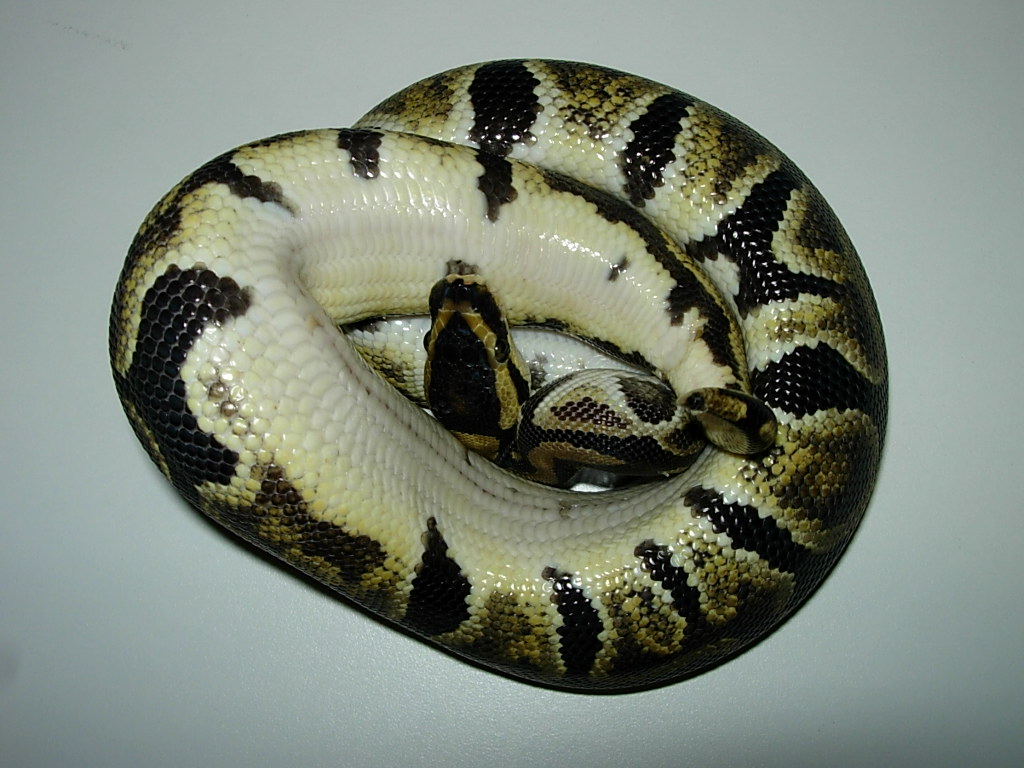 Labrynth belly pic