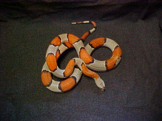 Grayband Blair Female 2