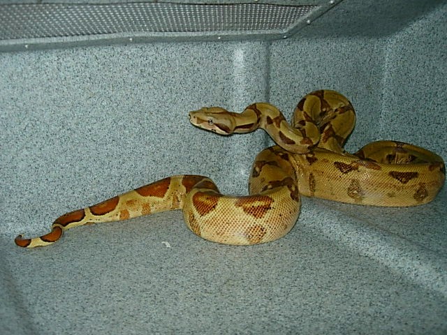 pshypo