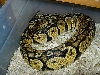 Pastel Male