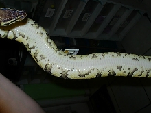 Yellow belly ?