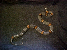 Grayband Blair Female 3