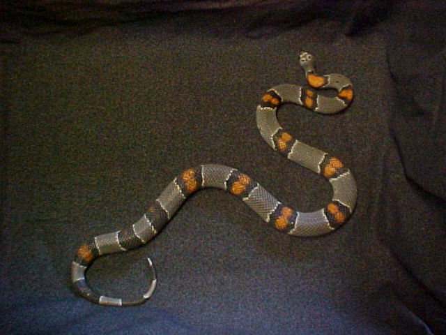 Grayband Blair Female 3
