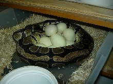 Big Mama