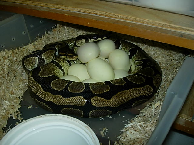 Big Mama