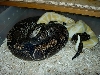 1st  Breeding