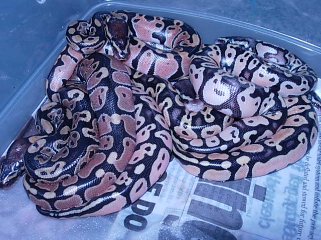 Last Pastel Clutch