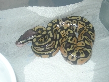 First baby pastel to hatch