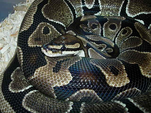 Normal Nesting Female