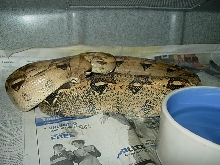 psfempha