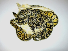 Group