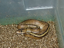 genetic stripe