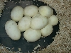 11 good eggs