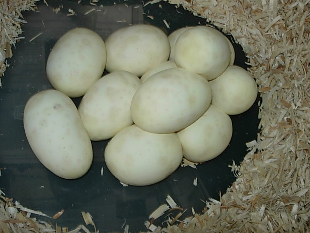 11 good eggs