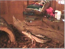 MaCanne an African Plated Lizard