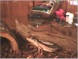 MaCanne an African Plated Lizard